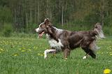 BORDER COLLIE 958